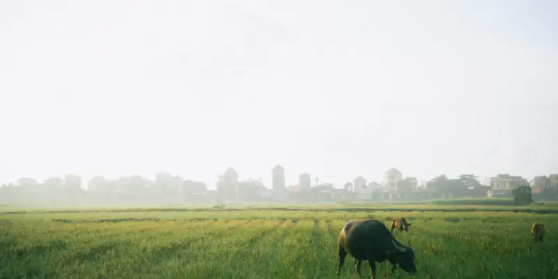 Cánh đồng lúa xanh ở Ninh Bình, một con trâu đang gặm cỏ, phía xa là dãy nhà dân, minh họa đất trồng lúa nằm sát khu dân cư