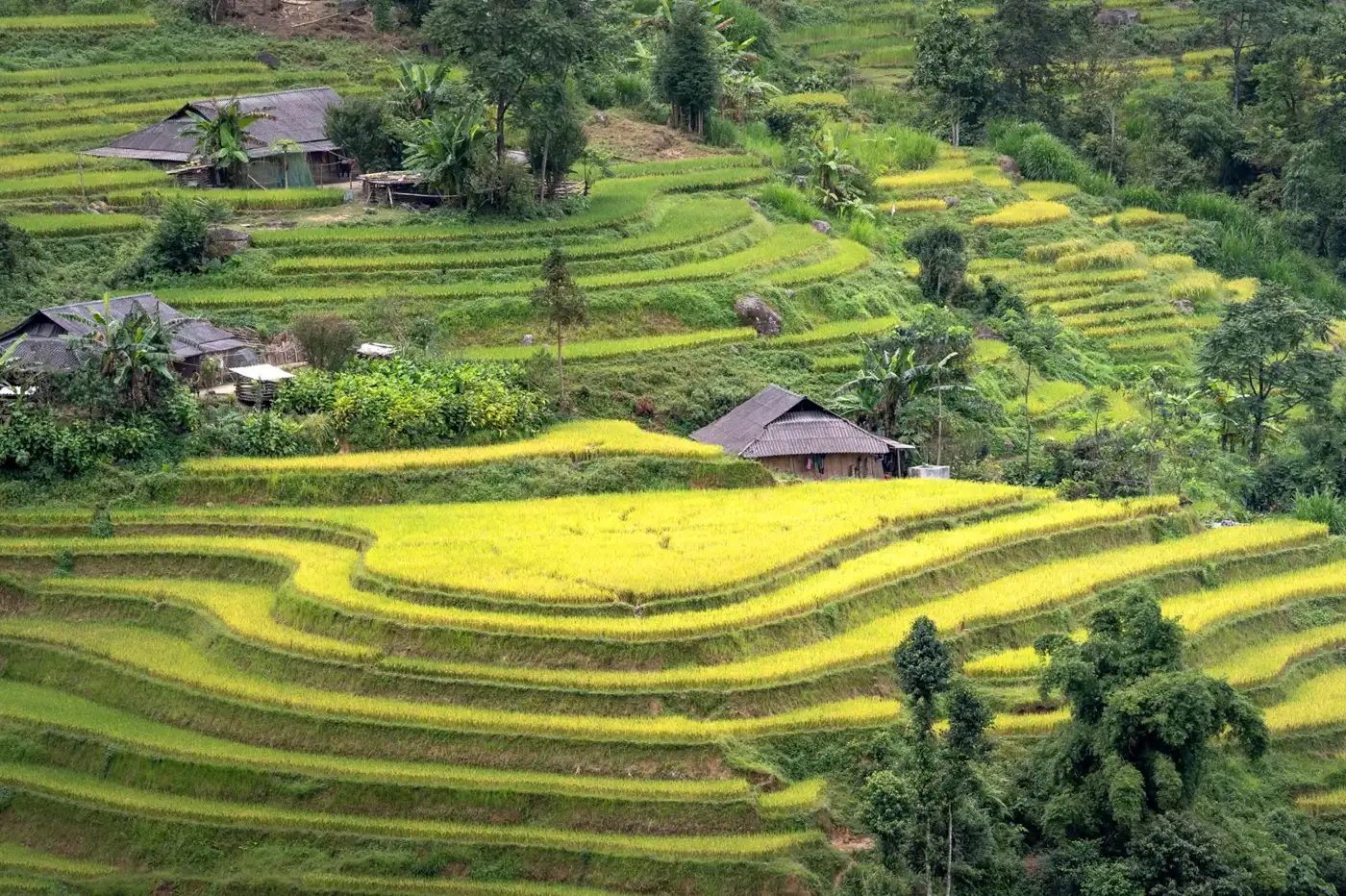Ruộng bậc thang lúa chín vàng xen nhà sàn trên sườn đồi ở vùng núi phía Bắc Việt Nam, minh họa đất trồng lúa