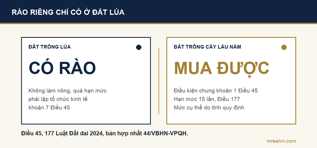 So sánh đất trồng lúa có rào riêng theo khoản 7 Điều 45 Luật Đất đai buộc người không trực tiếp sản xuất nhận quá hạn mức phải lập tổ chức kinh tế, còn đất trồng cây lâu năm không có rào tương tự, chỉ theo điều kiện chung và hạn mức 15 lần